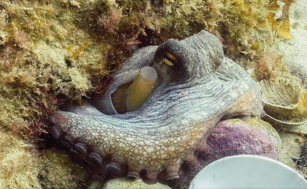 Animales con mejor vista - Pulpo