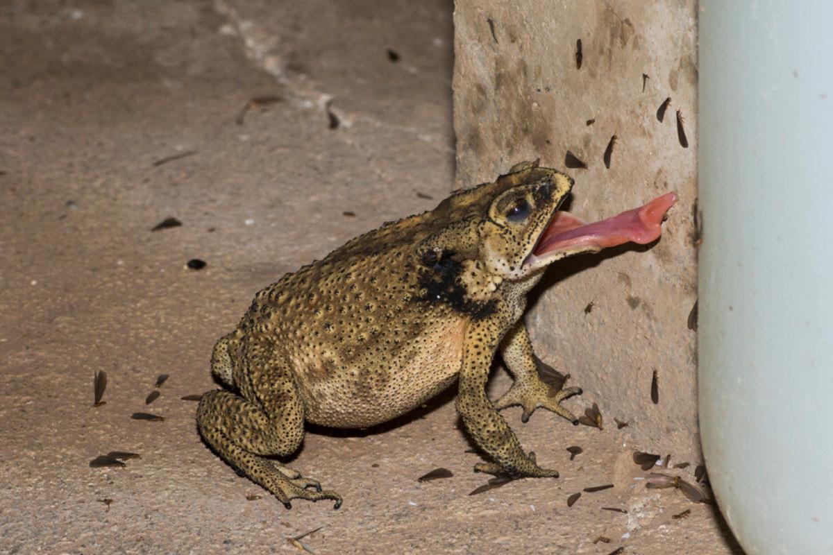 Qué comen los sapos