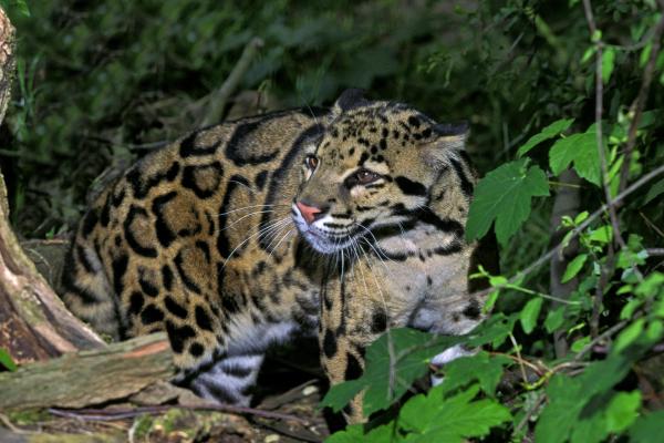 Pantera nebulosa o leopardo nublado - Características de la pantera nebulosa