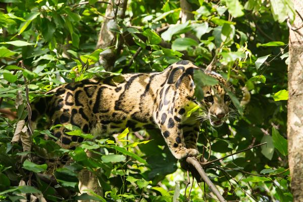 Pantera nebulosa o leopardo nublado - Comportamiento de Neofelis nebulosa