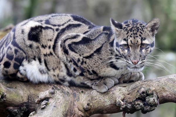 Pantera nebulosa o leopardo nublado - Curiosidades de Neofelis nebulosa