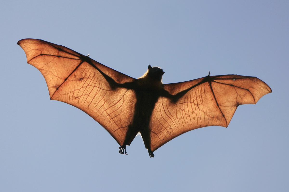 Los murciélagos más grandes del mundo