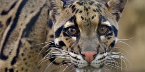 Pantera nebulosa o leopardo nublado