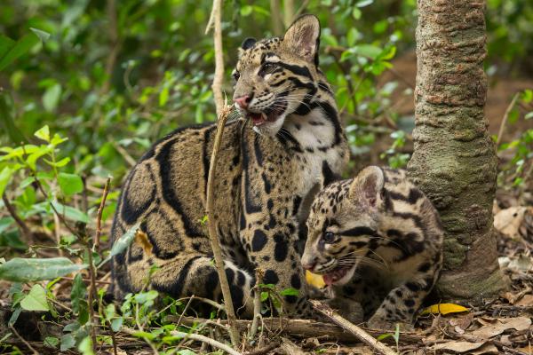 Pantera nebulosa o leopardo nublado - Reproducción de Neofelis nebulosa