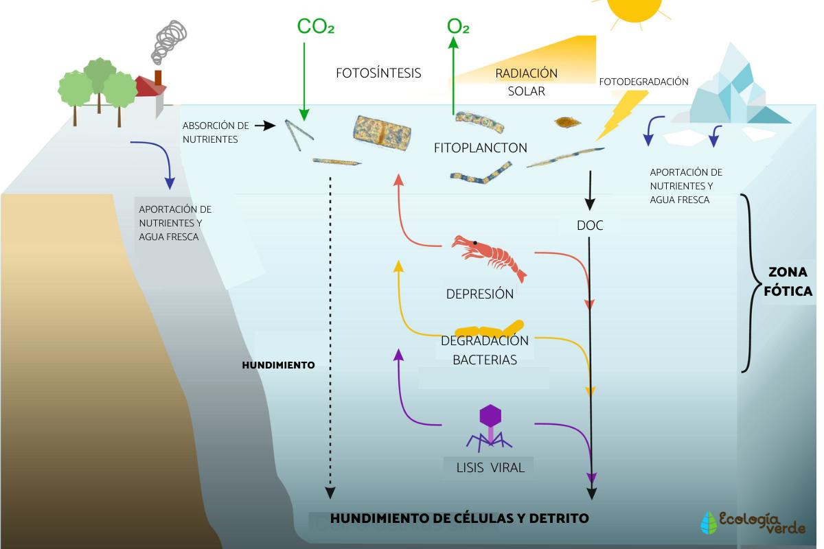 Zona fótica: qué es, flora y fauna
