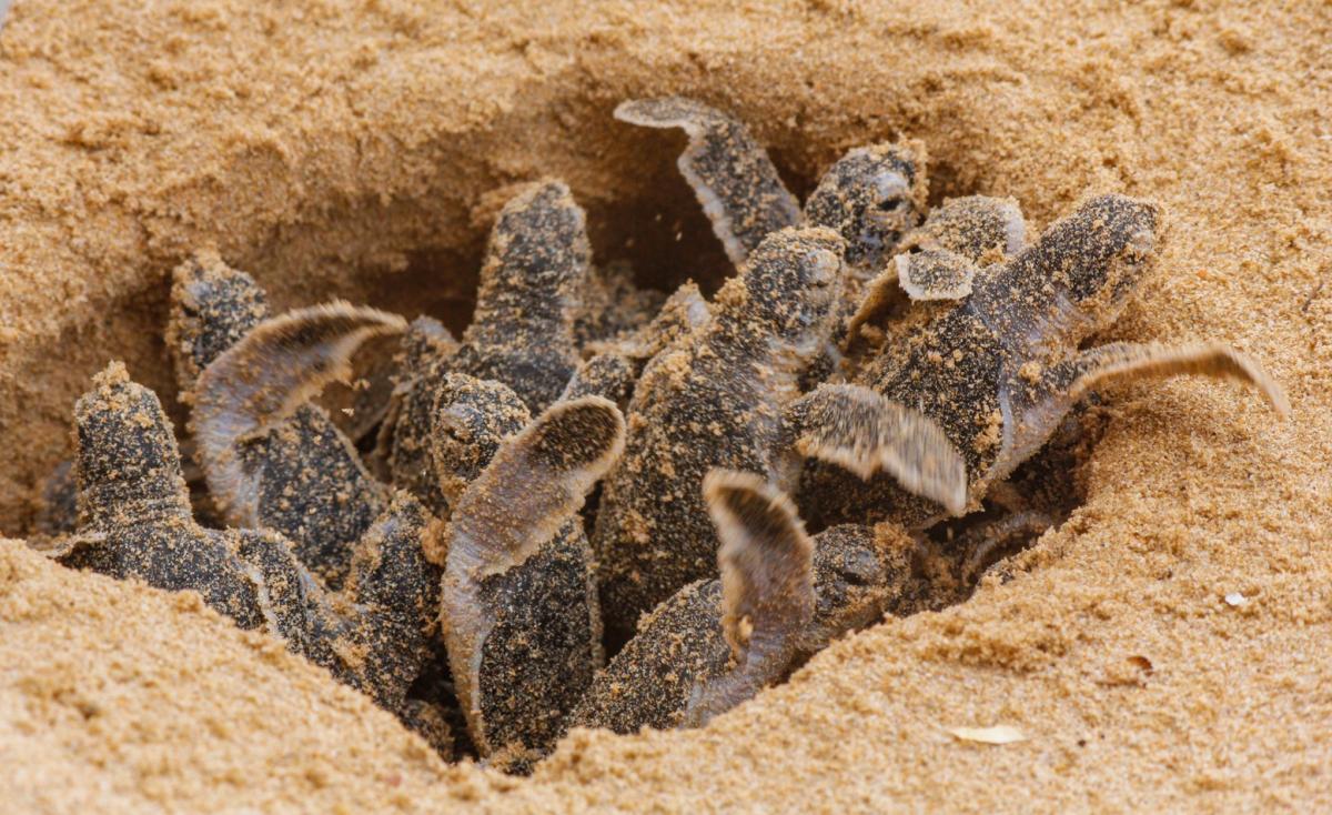 Cómo nacen las tortugas marinas