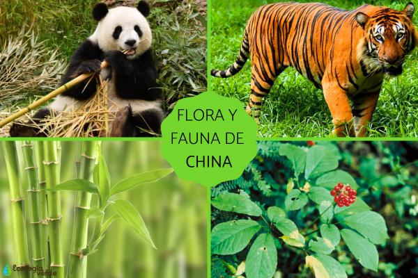 Flora y fauna de China