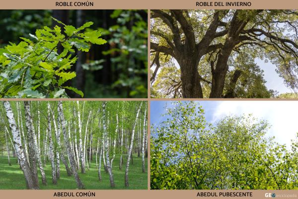 Río Elba - Flora y fauna del río Elba