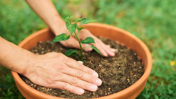 Los expertos en jardinería coinciden: poner corchos en las macetas puede ayudar mucho a las plantas - La ciencia también ha estudiado el corcho como parte del sustrato
