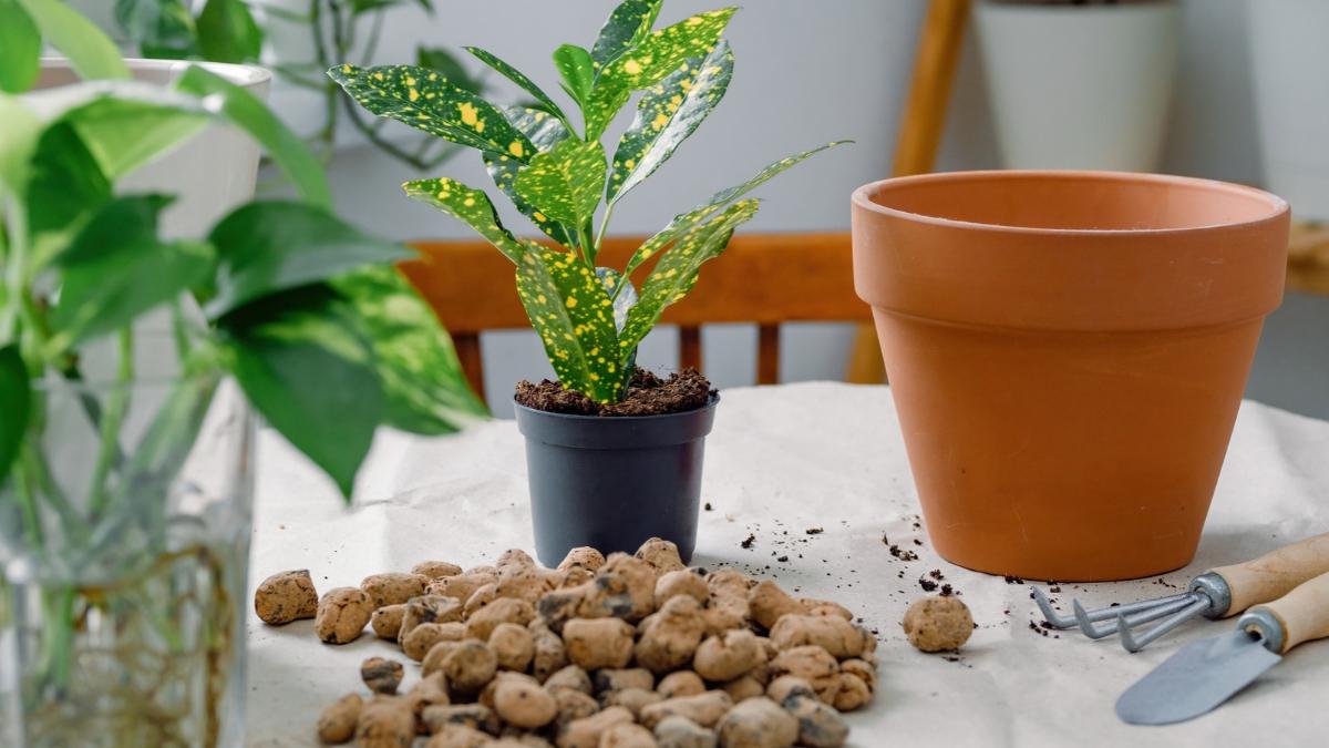 Los expertos en jardinería coinciden: poner corchos en las macetas puede ayudar mucho a las plantas