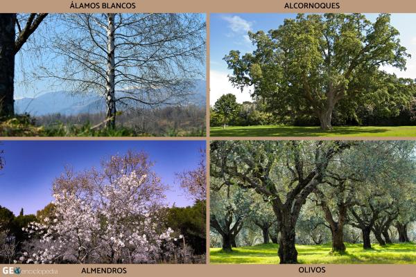 Río Guadalquivir - Flora y fauna del río Guadalquivir