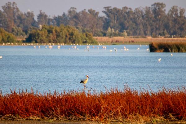 Río Guadalquivir - Importancia del río Guadalquivir