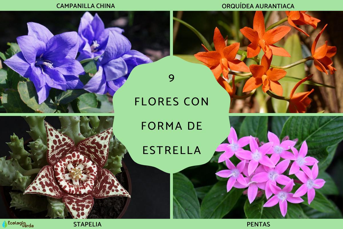 Flores con forma de estrella