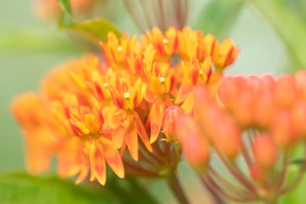 Flores de agosto - Algodoncillo (Asclepias tuberosa)