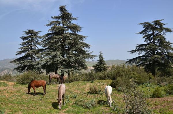 15 árboles con piñas - Cedro del Himalaya