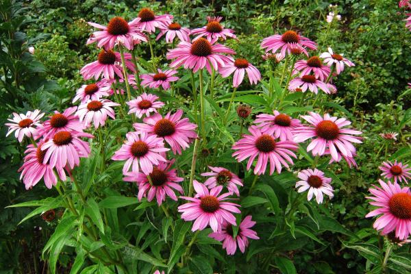 Flores de agosto - Equinácea (Echinacea purpurea)