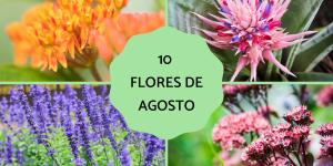 Flores de agosto