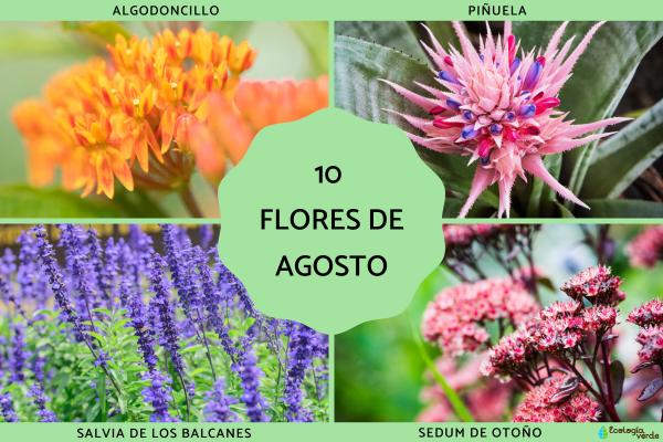 Flores de agosto