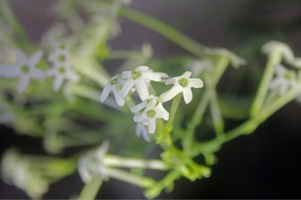 Flores de agosto - Galán de noche (Cestrum nocturnum)