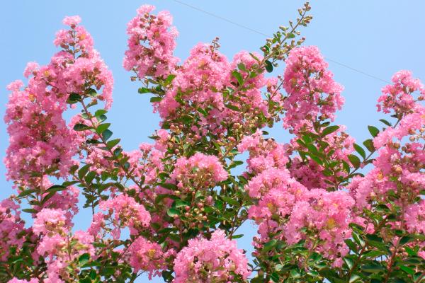 Flores de agosto - Júpiter (Lagerstroemia indica)