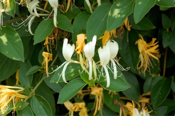 Flores de agosto - Madreselva japonesa (Lonicera japonica)