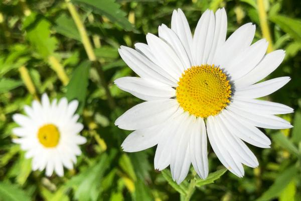 Flores de agosto - Margarita gigante (Leucanthemella serotina)