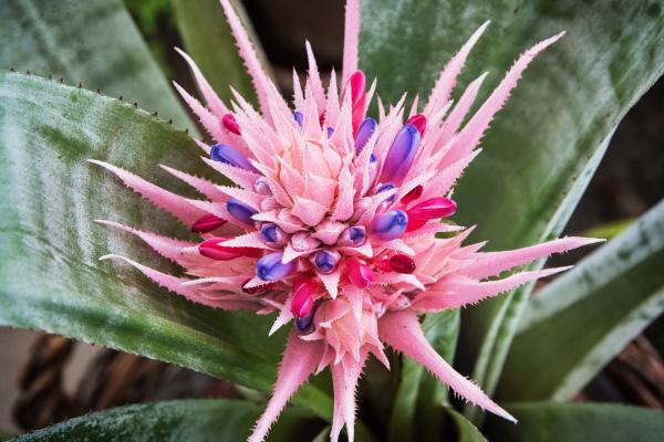 Flores de agosto - Piñuela (Aechmea fasciata)