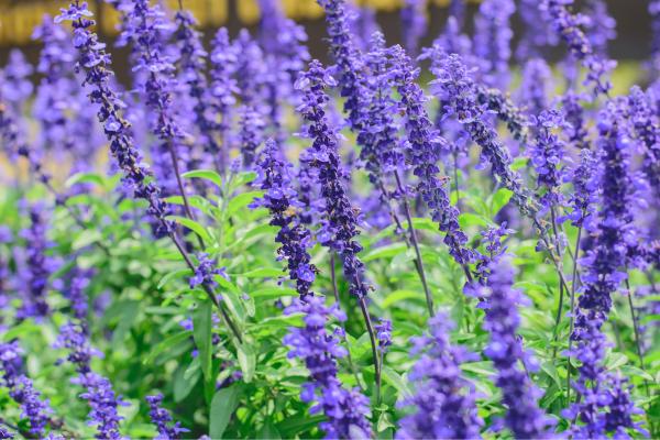 Flores de agosto - Salvia de los Balcanes (Salvia nemorosa)