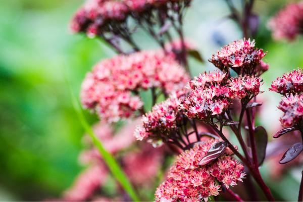 Flores de agosto - Sedum de otoño (Sedum spectabile)