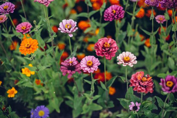 Flores de agosto - Zinias (Zinnia elegans)