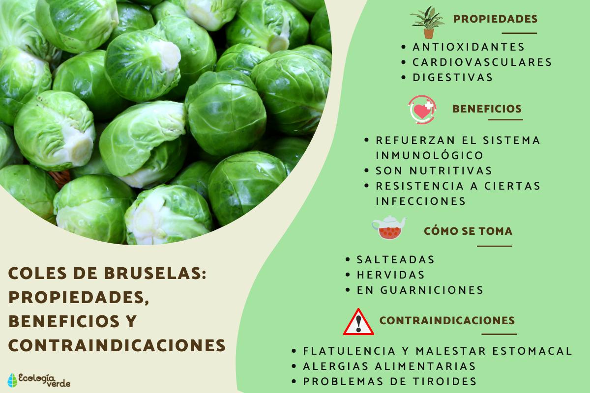 Coles de Bruselas: propiedades, beneficios y contraindicaciones