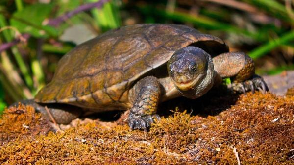 El vaciado de un embalse en La Rioja enciende las alarmas: varias especies protegidas podrían quedar sin refugio - El papel de los rescates de la fauna del embalse El Perdiguero y la importancia de la planificación 