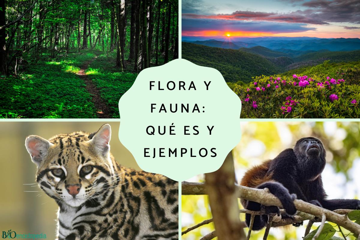 Flora y fauna: qué es y ejemplos