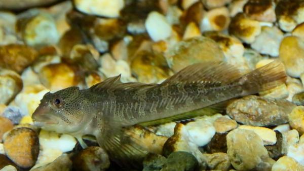 El vaciado de un embalse en La Rioja enciende las alarmas: varias especies protegidas podrían quedar sin refugio - Hay varias especies vulnerables en el ecosistema del embalse