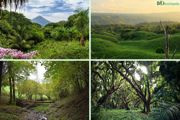 Flora y fauna: qué es y ejemplos - Qué es la flora y ejemplos