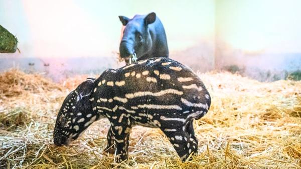 El tapir malayo lucha por sobrevivir: nace en España el primer ejemplar y aumenta la esperanza de conservación - Así es la cría: clave para el futuro de la especie