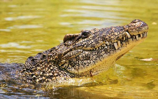 Cocodrilo - Descripción del cocodrilo