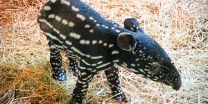 El tapir malayo lucha por sobrevivir: nace en España el primer ejemplar y aumenta la esperanza de conservación