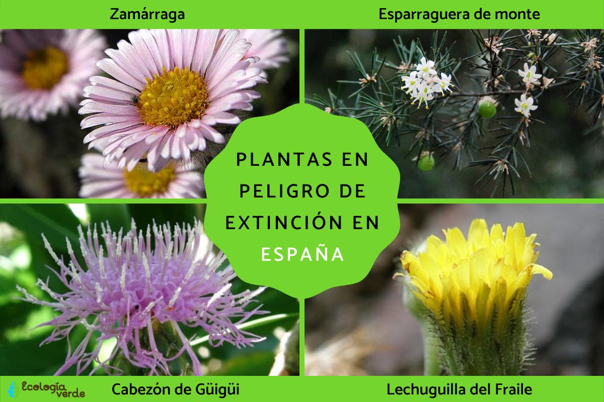 Plantas en peligro de extinción en España