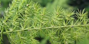 Cómo cultivar Papiro paso a paso