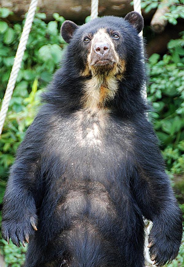 Oso de Anteojos - Como es el Oso de Anteojos