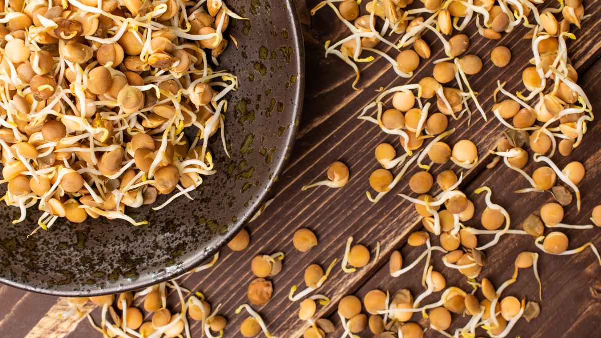Cómo hacer un enraizante natural con lentejas para que tus esquejes echen raíces más rápido