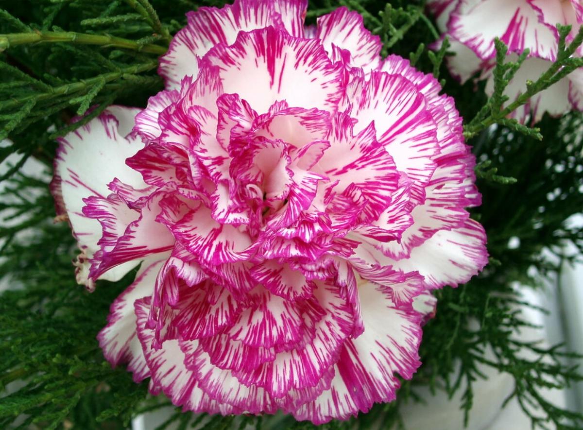 Cuál es la flor nacional de España