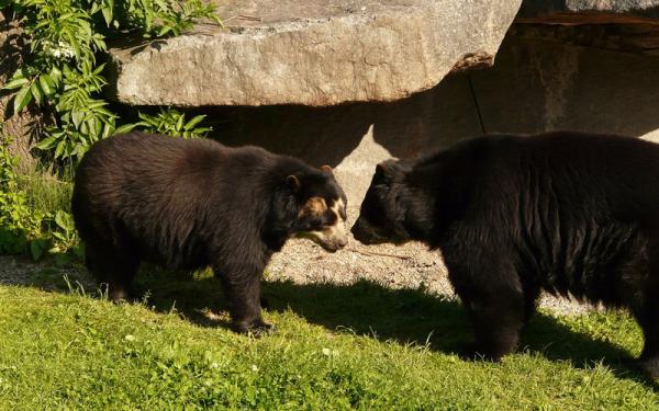 Oso de Anteojos - Distribución y hábitat del oso de anteojos
