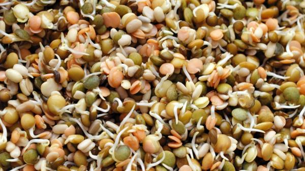 Cómo hacer un enraizante natural con lentejas para que tus esquejes echen raíces más rápido - Ni fertilizante ni abono: el truco con lentejas que ayuda a que los esquejes echen raíces antes