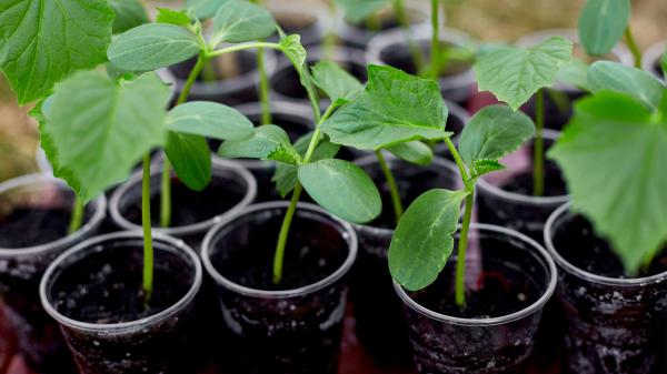 Cómo hacer un enraizante natural con lentejas para que tus esquejes echen raíces más rápido - Por qué algunas plantas tardan más en echar raíces