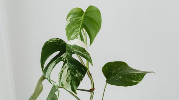 El cambio invisible que sufren las plantas cuando las mueves de sitio: “Cambiar de ubicación les provoca estrés” - Cambiar la dirección de los tallos: la estrategia de la planta para buscar más luz