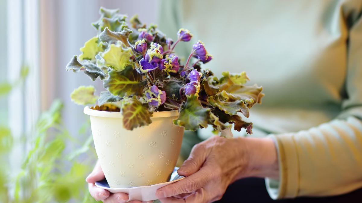 El cambio invisible que sufren las plantas cuando las mueves de sitio: “Cambiar de ubicación les provoca estrés”