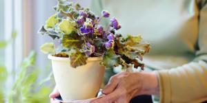 El cambio invisible que sufren las plantas cuando las mueves de sitio: “Cambiar de ubicación les provoca estrés”