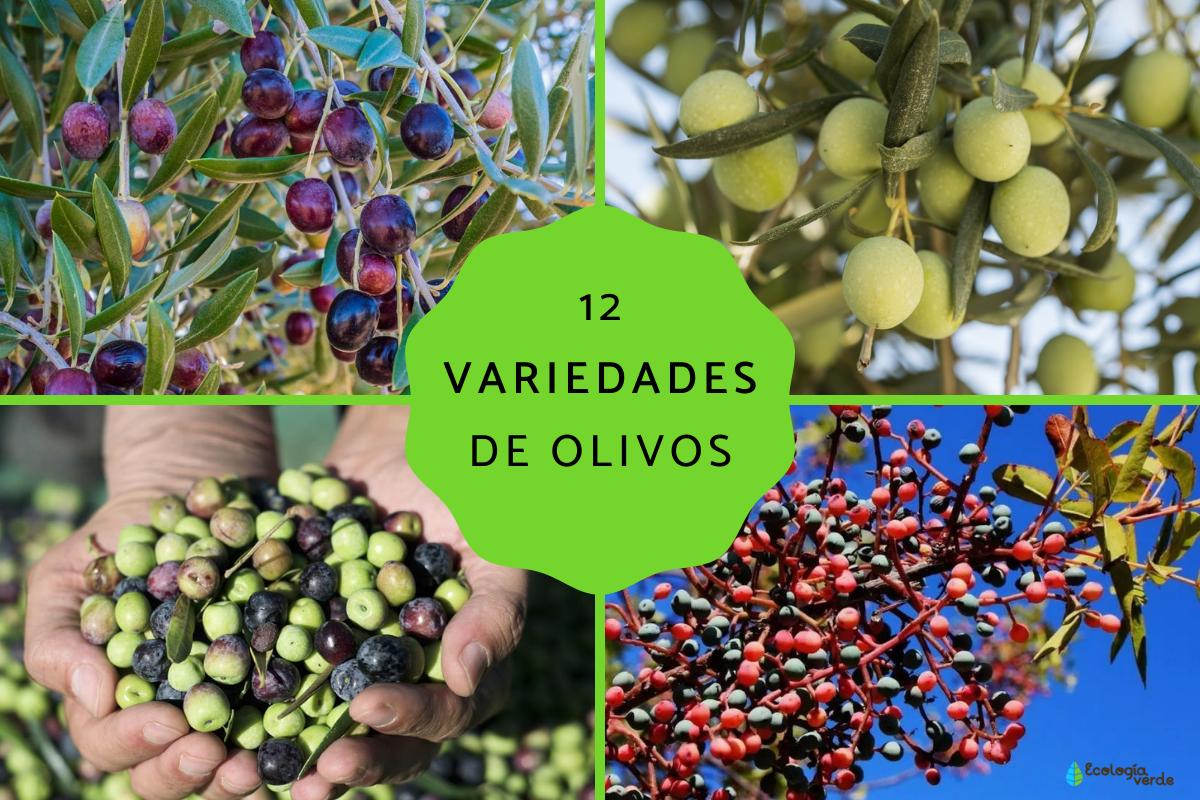 Tipos de olivos